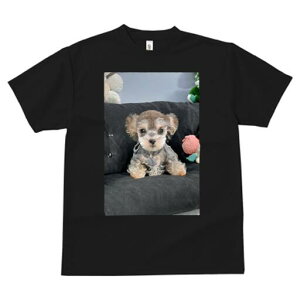 [NV[eA TVc fB[X t@  t  vg JWA 킢 lԗp h ̃fUC ʔ ʂ [NV[eA