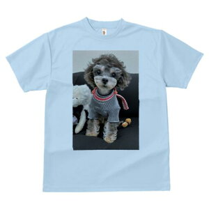 トイプードル Tシャツ メンズ キッズ 犬ファン 半袖 春夏 犬柄 プリント カジュアル かわいい 人間用 個性派 ここだけのデザイン 面白 セーター トイプードル ぬいぐるみ