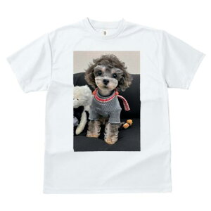 gCv[h TVc fB[X t@  t  vg JWA 킢 lԗp h ̃fUC ʔ Z[^[ gCv[h ʂ