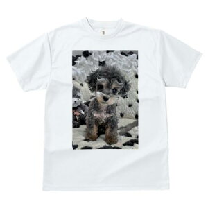 gCv[h TVc fB[X t@  t  vg JWA 킢 lԗp h ̃fUC ʔ ʂ gCv[h 킢 L[g ӂӂ