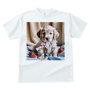 RbJ[XpjG TVc fB[X t@  t  vg JWA 킢 lԗp h ̃fUC ʔ  RbJ[XpjG {