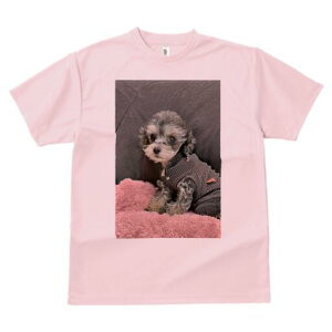 }`[Y,gCv[h TVc fB[X t@  t  vg JWA 킢 lԗp h ̃fUC ʔ NbV }`[Y,gCv[h