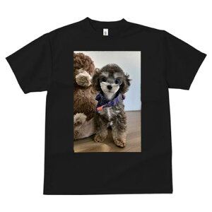 gCv[h TVc Y LbY t@  t  vg JWA 킢 lԗp h ̃fUC ʔ ʂ gCv[h XJ[t