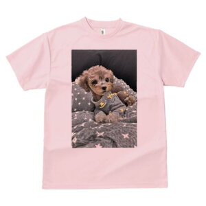 gCv[h TVc fB[X t@  t  vg JWA 킢 lԗp h ̃fUC ʔ  gCv[h Z[^[