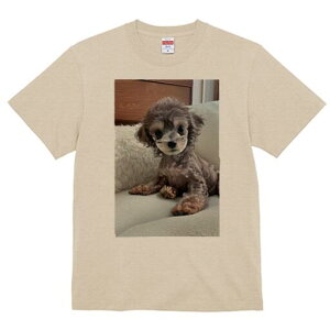 gCv[h TVc fB[X t@  t  vg JWA 킢 lԗp h ̃fUC ʔ ʂ gCv[h NbV