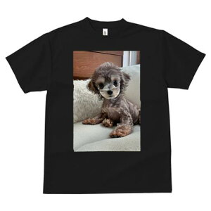 gCv[h TVc Y LbY t@  t  vg JWA 킢 lԗp h ̃fUC ʔ ʂ gCv[h NbV