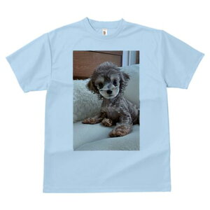 トイプードル Tシャツ レディース 犬ファン 半袖 春夏 犬柄 プリント カジュアル かわいい 人間用 個性派 ここだけのデザイン 面白 ぬいぐるみ トイプードル クッション
