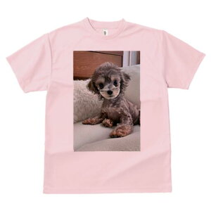 gCv[h TVc fB[X t@  t  vg JWA 킢 lԗp h ̃fUC ʔ ʂ gCv[h NbV