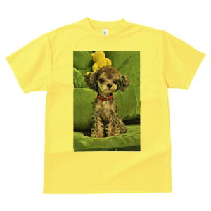 gCv[h TVc fB[X t@  t  vg JWA 킢 lԗp h ̃fUC ʔ ʂ gCv[h NbV