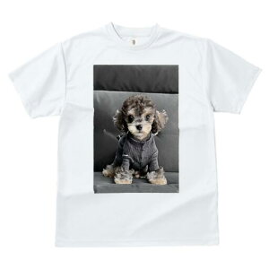 gCv[h TVc fB[X t@  t  vg JWA 킢 lԗp h ̃fUC ʔ Z[^[ gCv[h