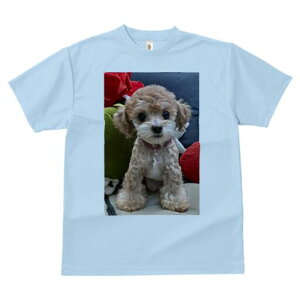 gCv[h TVc fB[X t@  t  vg JWA 킢 lԗp h ̃fUC ʔ ʂ gCv[h NbV