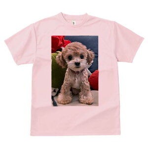 gCv[h TVc fB[X t@  t  vg JWA 킢 lԗp h ̃fUC ʔ ʂ gCv[h NbV