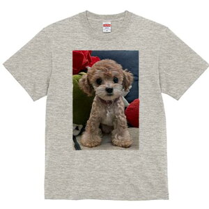 gCv[h TVc fB[X t@  t  vg JWA 킢 lԗp h ̃fUC ʔ ʂ gCv[h NbV