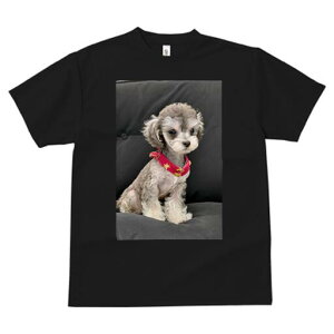 }`[Y,gCv[h TVc fB[X t@  t  vg JWA 킢 lԗp h ̃fUC ʔ }`[Y,gCv[h