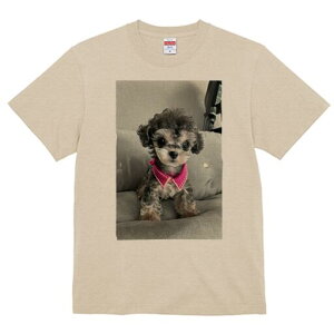 gCv[h TVc fB[X t@  t  vg JWA 킢 lԗp h ̃fUC ʔ sN gCv[h 