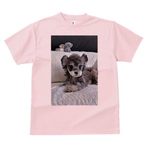 トイプードル Tシャツ レディース 犬ファン 半袖 春夏 犬柄 プリント カジュアル かわいい 人間用 個性派 ここだけのデザイン 面白 ぬいぐるみ トイプードル クッション
