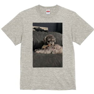 }`[Y,gCv[h TVc fB[X t@  t  vg JWA 킢 lԗp h ̃fUC ʔ { }`[Y,gCv[h NbV