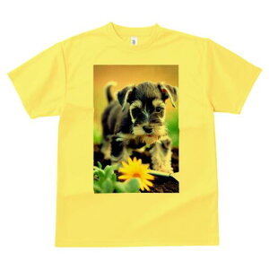 ~j`AViEU[ TVc fB[X t@  t  vg JWA 킢 lԗp h ̃fUC ʔ  ~j`AViEU[ 