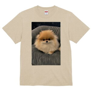 |jA TVc fB[X t@  t  vg JWA 킢 lԗp h ̃fUC ʔ ӂӂ |jA 킢 ybg pxbh