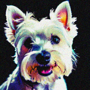  EGXgnChzCgeA ybg  킢 NbVJo[ 45×45cm Aj}   NbV{̕t ` t@