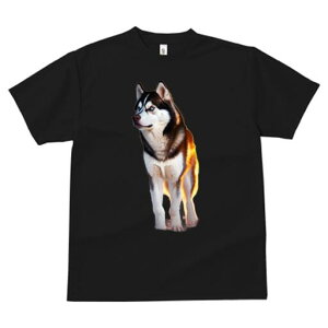 VxAnXL[ TVc fB[X t@  t  vg JWA 킢 lԗp h ̃fUC ʔ VxAnXL[