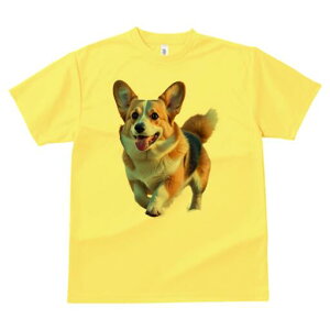 R[M[ TVc fB[X t@  t  vg JWA 킢 lԗp h ̃fUC ʔ  R[M[ ybg  