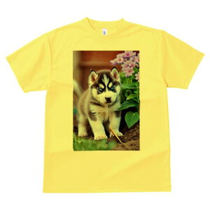 nXL[ TVc fB[X t@  t  vg JWA 킢 lԗp h ̃fUC ʔ  nXL[ A