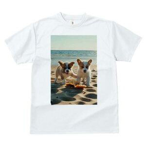 R[M[ TVc fB[X t@  t  vg JWA 킢 lԗp h ̃fUC ʔ r[` R[M[ C  Lk