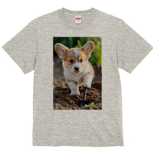 R[M[ TVc fB[X t@  t  vg JWA 킢 lԗp h ̃fUC ʔ y R[M[ Vx