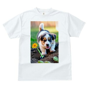 R[M[ TVc fB[X t@  t  vg JWA 킢 lԗp h ̃fUC ʔ  R[M[  y Vx