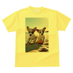 R[M[ TVc fB[X t@  t  vg JWA 킢 lԗp h ̃fUC ʔ r[` R[M[  Lk