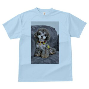 トイプードル Tシャツ メンズ キッズ 犬ファン 半袖 春夏 犬柄 プリント カジュアル かわいい 人間用 個性派 ここだけのデザイン 面白 ぬいぐるみ トイプードル クッション
