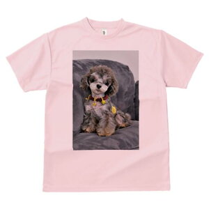 gCv[h TVc fB[X t@  t  vg JWA 킢 lԗp h ̃fUC ʔ ʂ gCv[h NbV