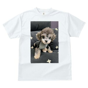 gCv[h TVc fB[X t@  t  vg JWA 킢 lԗp h ̃fUC ʔ  gCv[h 