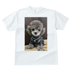 gCv[h TVc fB[X t@  t  vg JWA 킢 lԗp h ̃fUC ʔ Z[^[ gCv[h NbV