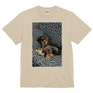 gCv[h TVc Y LbY t@  t  vg JWA 킢 lԗp h ̃fUC ʔ ʂ gCv[h