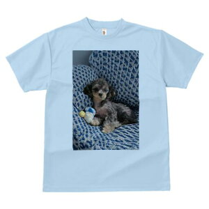 gCv[h TVc Y LbY t@  t  vg JWA 킢 lԗp h ̃fUC ʔ ʂ gCv[h