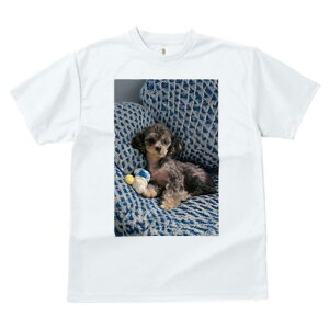 gCv[h TVc fB[X t@  t  vg JWA 킢 lԗp h ̃fUC ʔ ʂ gCv[h