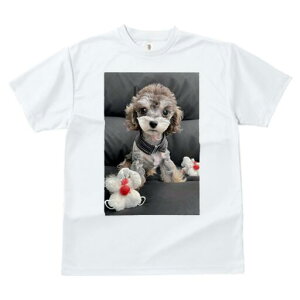 gCv[h TVc fB[X t@  t  vg JWA 킢 lԗp h ̃fUC ʔ ʂ gCv[h