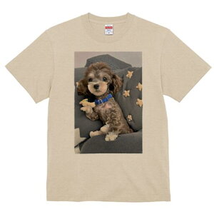 gCv[h TVc Y LbY t@  t  vg JWA 킢 lԗp h ̃fUC ʔ ʂ gCv[h 