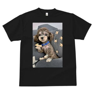 gCv[h TVc fB[X t@  t  vg JWA 킢 lԗp h ̃fUC ʔ ʂ gCv[h 