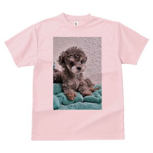 トイプードル Tシャツ メンズ キッズ 犬ファン 半袖 春夏 犬柄 プリント カジュアル かわいい 人間用 個性派 ここだけのデザイン 面白 ぬいぐるみ トイプードル クッション