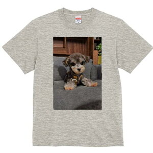 }`[Y,[NV[eA TVc fB[X t@  t  vg JWA 킢 lԗp h ̃fUC ʔ \t@ }`[Y,[NV[eA 