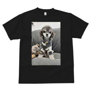 gCv[h TVc fB[X t@  t  vg JWA 킢 lԗp h ̃fUC ʔ ʂ gCv[h 