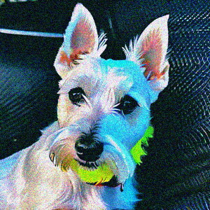 �e�j�X�{�[�� �E�G�X�g�n�C�����h�z���C�g�e���A �N�b�V�����J�o�[ 45×45cm �A�j�}���� ������� ���� �N�b�V�����{�̕t�� �����` ���t�@��