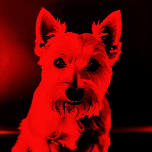 EGXgnChzCgeA NbVJo[ 45×45cm Aj}   NbV{̕t ` t@