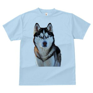 VxAnXL[ TVc fB[X t@  t  vg JWA 킢 lԗp h ̃fUC ʔ VxAnXL[