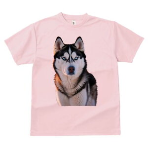 VxAnXL[ TVc fB[X t@  t  vg JWA 킢 lԗp h ̃fUC ʔ VxAnXL[