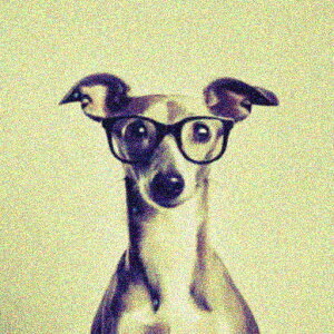 Kl C^AO[nEh NbVJo[ 45×45cm Aj}   NbV{̕t ` t@