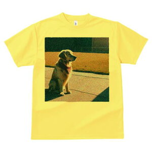 S[fgo[ TVc fB[X t@  t  vg JWA 킢 lԗp h ̃fUC ʔ Ő S[fgo[ 